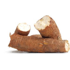 Cassava 