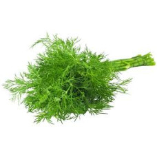 Fresh Dill Leaves Bunch