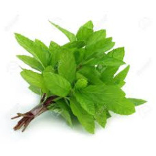 Fresh Mint Bunch
