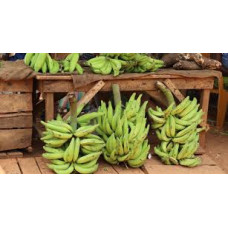 Green Plantains 