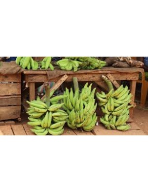 Green Plantains 