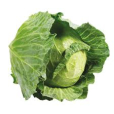 Green cabbage 