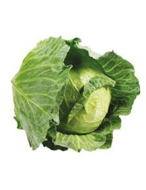 Green cabbage 