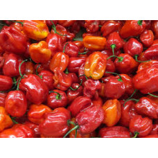 Habanero peppers 