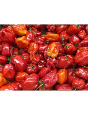 Habanero peppers 