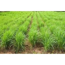 Lemon Grass 