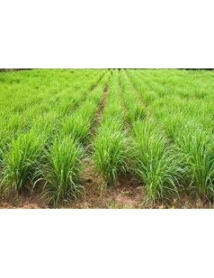 Lemon Grass 