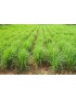 Lemon Grass 